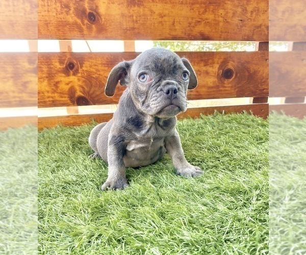 Medium Photo #61 French Bulldog Puppy For Sale in COLUMBUS, OH, USA