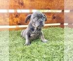 Small Photo #61 French Bulldog Puppy For Sale in COLUMBUS, OH, USA