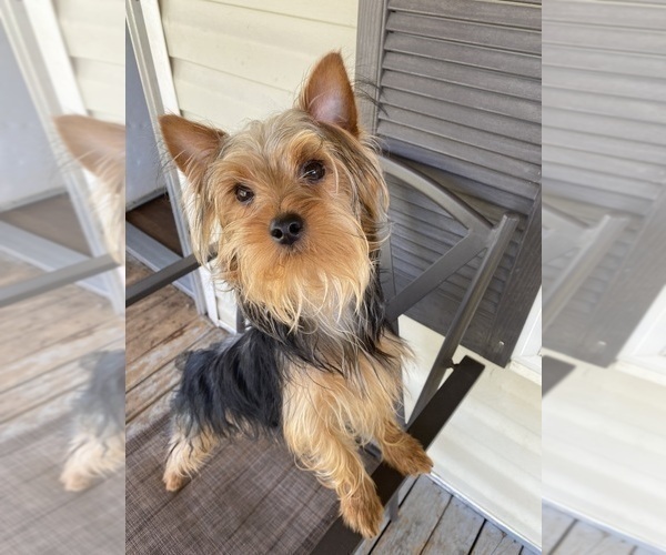 Medium Photo #1 Yorkshire Terrier Puppy For Sale in BETHLEHEM, GA, USA
