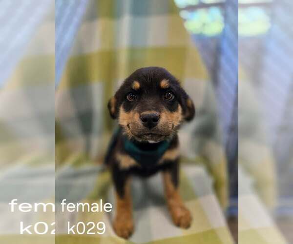 Medium Photo #1 Aussiedor Puppy For Sale in SHERBURNE, NY, USA