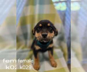 Aussiedor Dogs for adoption in SHERBURNE, NY, USA