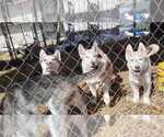 Small Photo #2 Siberian Husky Puppy For Sale in VIRGINIA, MN, USA