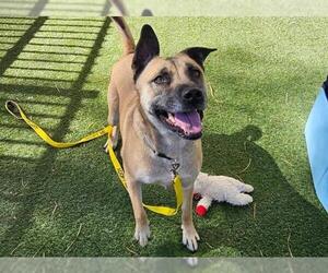 German Shepherd Dog-Unknown Mix Dogs for adoption in Las Vegas, NV, USA