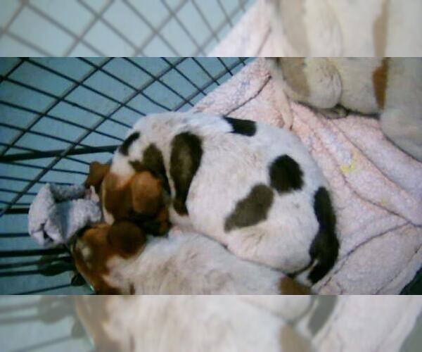 Medium Photo #1 Texas Heeler-Unknown Mix Puppy For Sale in Tulsa, OK, USA