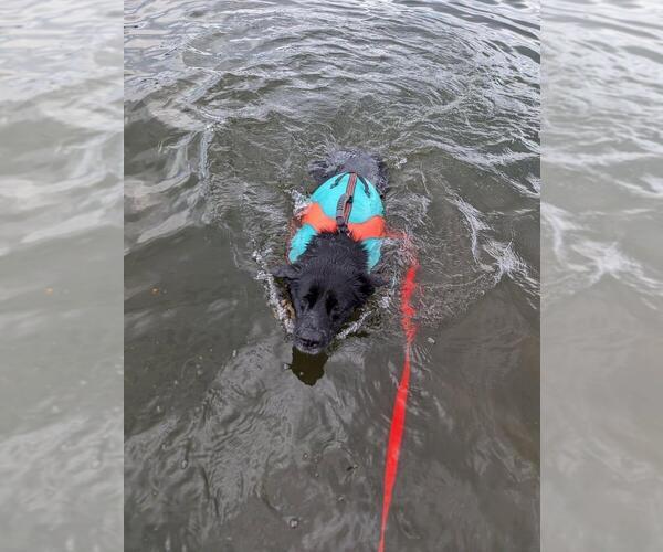 Medium Photo #61 Australian Kelpie-Unknown Mix Puppy For Sale in Caldwell, NJ, USA