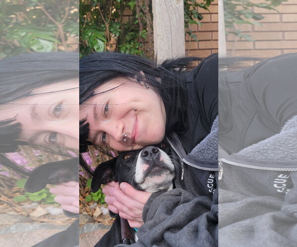 Medium Photo #4 Mutt Puppy For Sale in Sandy, UT, USA