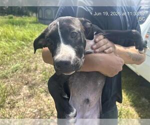 American Pit Bull Terrier Dogs for adoption in Ocala, FL, USA