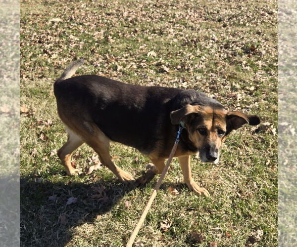 Medium Photo #11 German Shepherd Dog-Unknown Mix Puppy For Sale in Rustburg, VA, USA