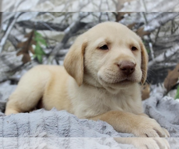Medium Photo #2 Labrador Retriever Puppy For Sale in CINCINNATI, OH, USA