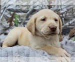 Small Photo #2 Labrador Retriever Puppy For Sale in CINCINNATI, OH, USA