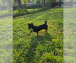 Small #3 Chiweenie