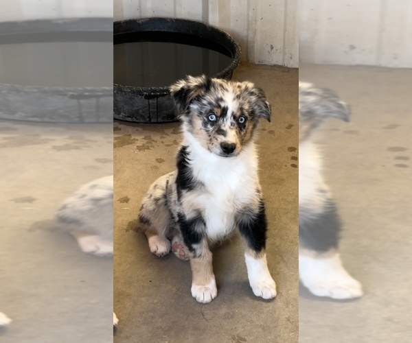 Medium Photo #3 Miniature Australian Shepherd Puppy For Sale in SANDY VALLEY, NV, USA