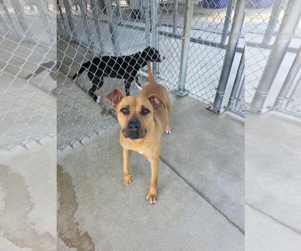 Medium Photo #2 Black Mouth Cur-Unknown Mix Puppy For Sale in Rockaway, NJ, USA