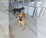 Small #1 Black Mouth Cur Mix
