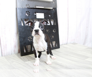 Boston Terrier Puppy for sale in MARIETTA, GA, USA