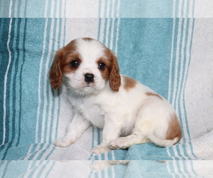 Cavalier King Charles Spaniel Puppy for sale in SHILOH, OH, USA