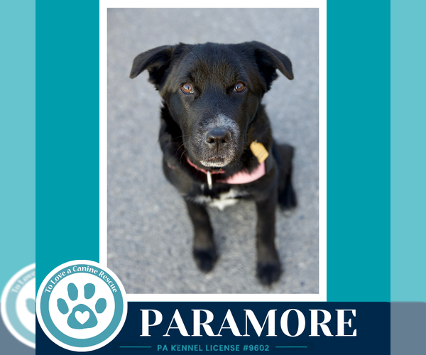 Medium Photo #25 Border Collie-Unknown Mix Puppy For Sale in Kimberton, PA, USA