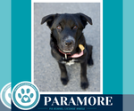 Small #24 Border Collie Mix
