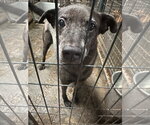 Small #6 Labrador Retriever Mix