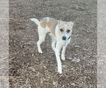 Small #1 Jack Russell Terrier Mix