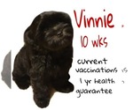 Image preview for Ad Listing. Nickname: Vinnie