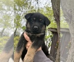 Small #4 German Shepherd Dog