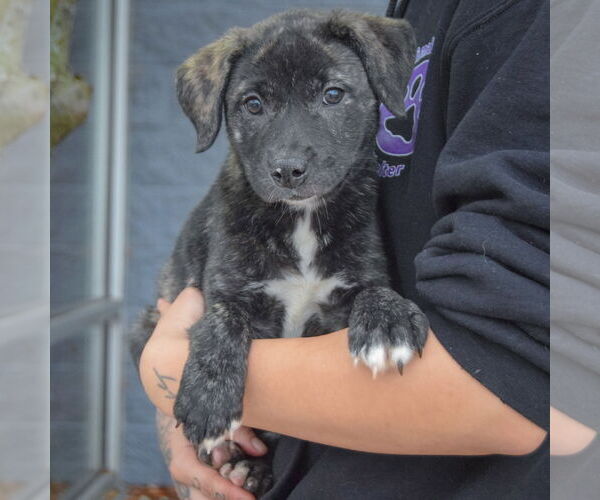 Medium Photo #3 Catahoula Leopard Dog-Labrador Retriever Mix Puppy For Sale in Huntley, IL, USA