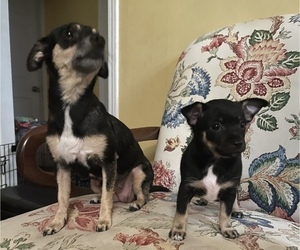 Rat-Cha Puppy for sale in WEST PALM BEACH, FL, USA