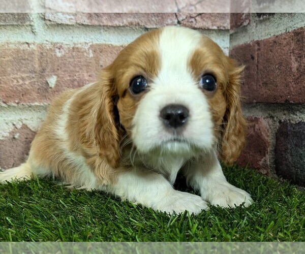 Medium Photo #18 Cavalier King Charles Spaniel Puppy For Sale in MOBERLY, MO, USA
