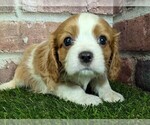 Small #17 Cavalier King Charles Spaniel