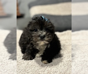 Yorkshire Terrier Puppy for sale in ELMHURST, IL, USA
