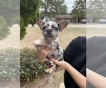 Small #1 French Bulldog