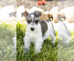 Puppy Sophia Schnauzer (Miniature)