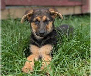 German Shepherd Dog Puppy for sale in WOODBURN, KY, USA