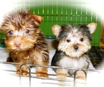 Small #3 Yorkshire Terrier