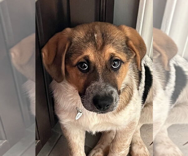 Medium Photo #1 Mutt Puppy For Sale in Candler, NC, USA