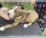 Small Photo #4 American Pit Bull Terrier Puppy For Sale in PENSACOLA, FL, USA
