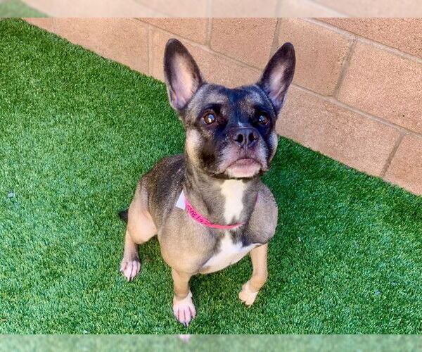 Medium Photo #2 French Bulldog-Unknown Mix Puppy For Sale in Moreno Valley, CA, USA
