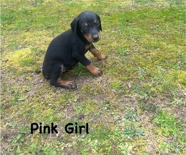 Medium Photo #5 Doberman Pinscher Puppy For Sale in NEW KENT, VA, USA