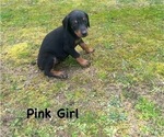 Small Photo #5 Doberman Pinscher Puppy For Sale in NEW KENT, VA, USA