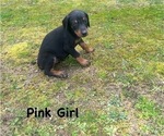 Small #4 Doberman Pinscher