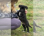 Small #4 Border Collie Mix
