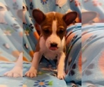 Small #7 Basenji