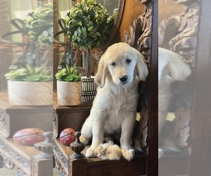 Golden Retriever Puppy for Sale in ROWLEY, Massachusetts USA