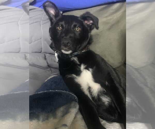 Medium Photo #14 Australian Shepherd-Unknown Mix Puppy For Sale in Minneapolis, MN, USA