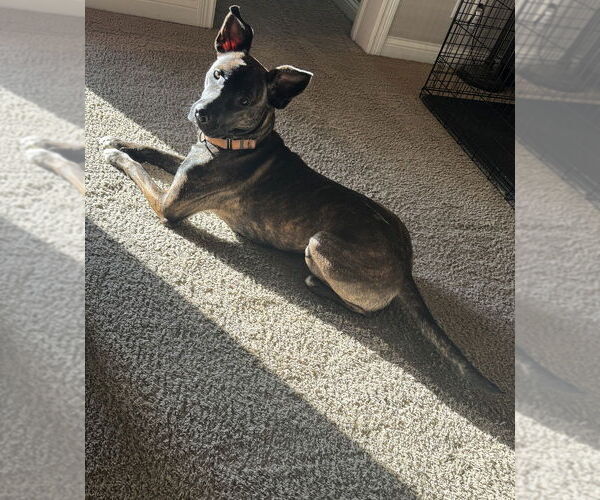 Medium Photo #8 Mutt Puppy For Sale in Evansville, IN, USA