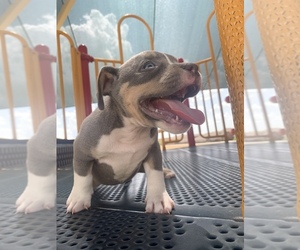 American Bully Puppy for sale in ARLINGTON, TX, USA
