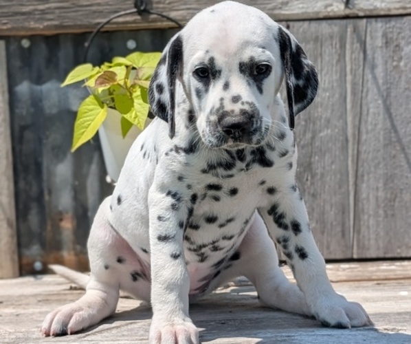 Medium Photo #50 Dalmatian Puppy For Sale in GOSHEN, IN, USA