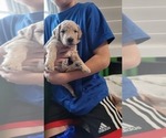 Small Photo #10 Goldendoodle-Poodle (Standard) Mix Puppy For Sale in OVIEDO, FL, USA