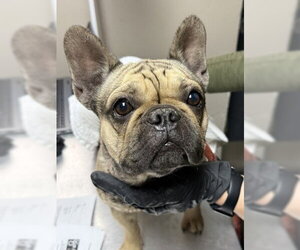 French Bulldog Dogs for adoption in Redlands, CA, USA